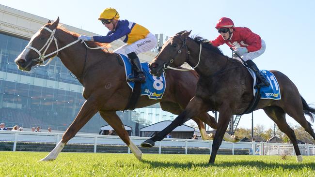Prince Tycoon was a strong winner on debut at Caulfield before a solid second at the Gold Coast last Friday night. Picture: Racing Photos via Getty Images
