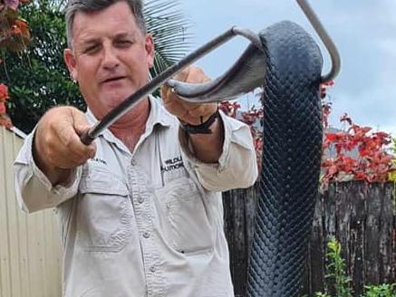 Pythons, night tigers and red bellies: Snake season has arrived