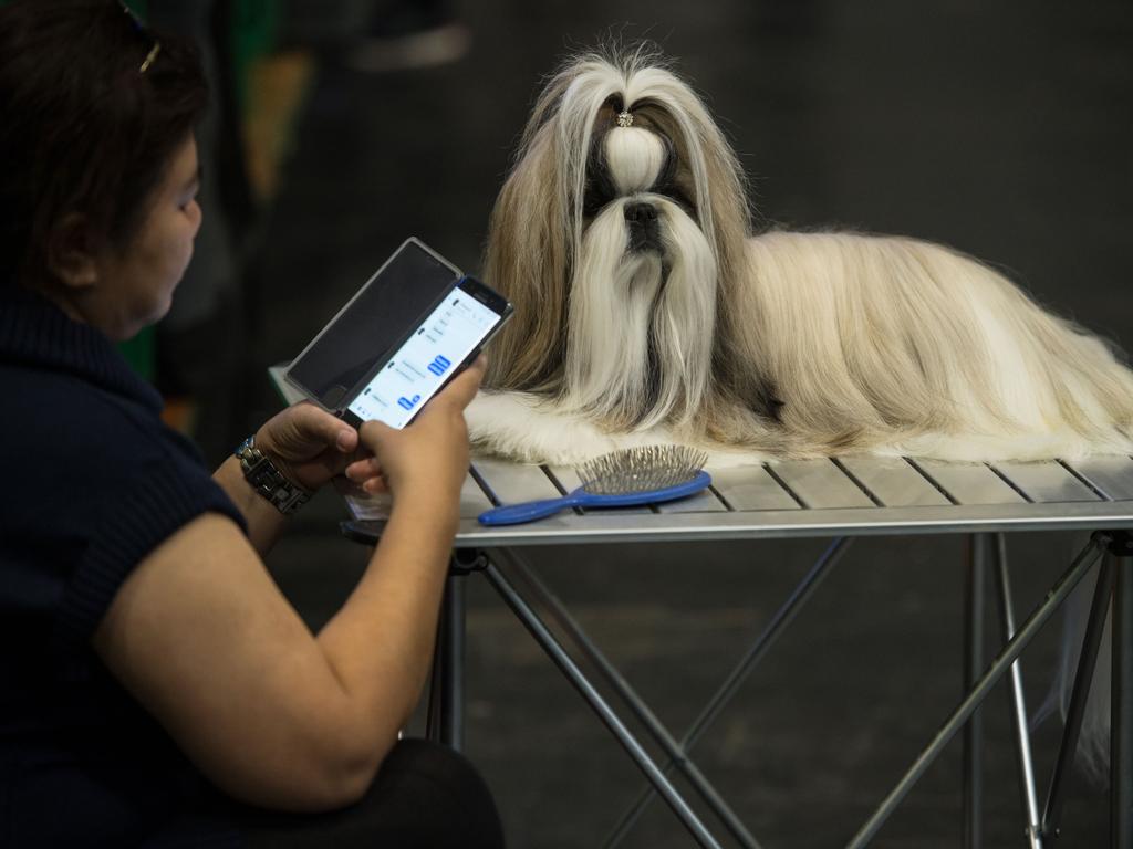 A woman from Thailand sits with her shih tzu dog after taking part in the Eukanuba World Challenge competition on the first day of the Crufts dog show at the National Exhibition Centre. Picture: AFP