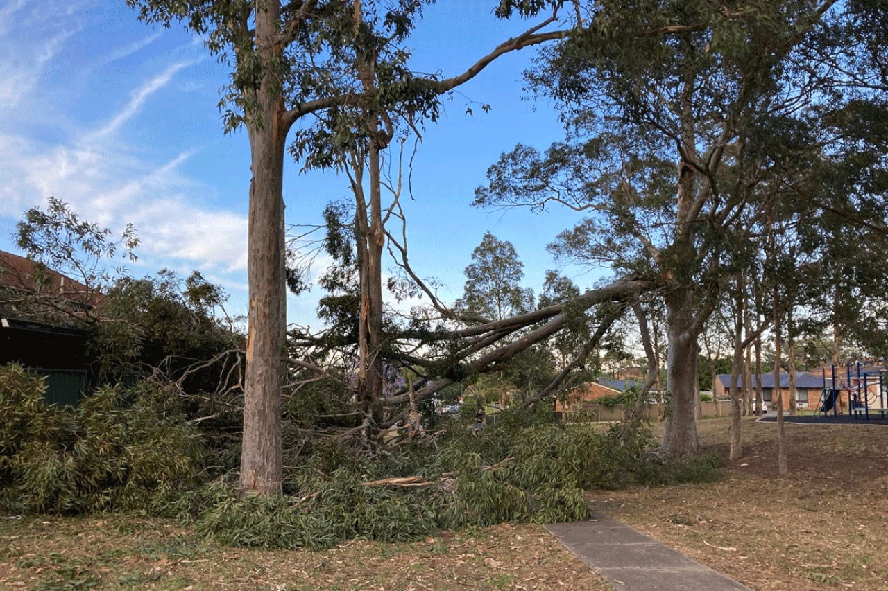 Trees brought down in Sydney. Picture: 2GB
