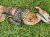 Amazing photos capture snake v fox in grisly fight to the death