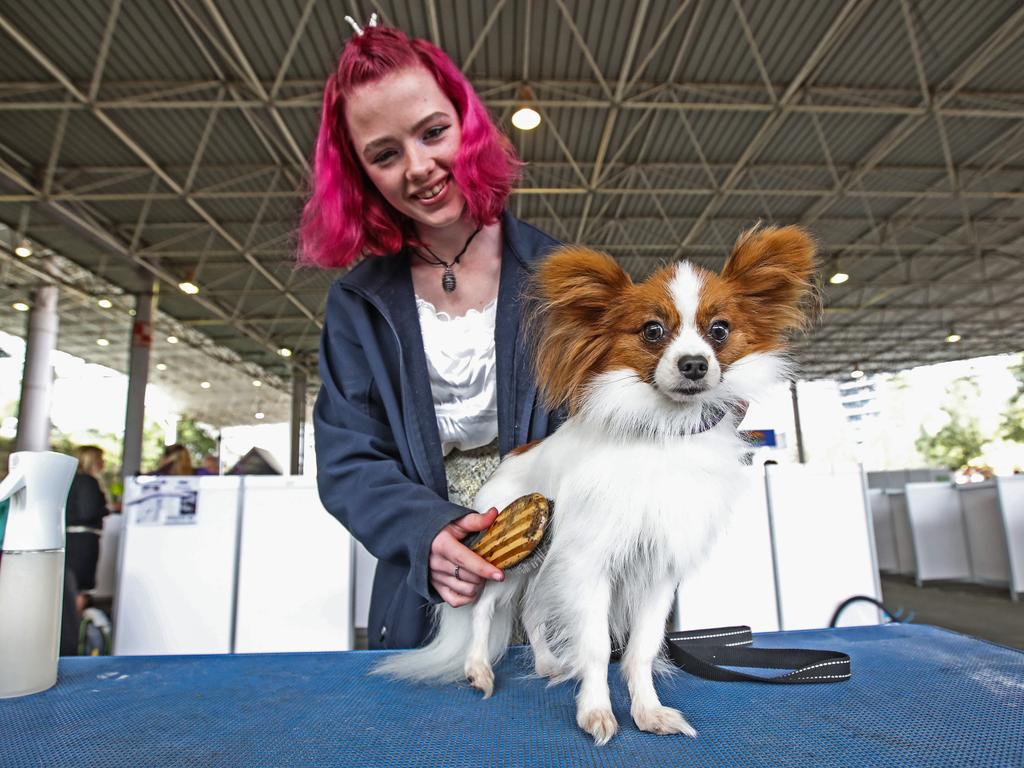 Chloe Keast with her 18-month-old Papillon, Billie, during the 2022 Ekka dog show. Picture: Zak Simmonds