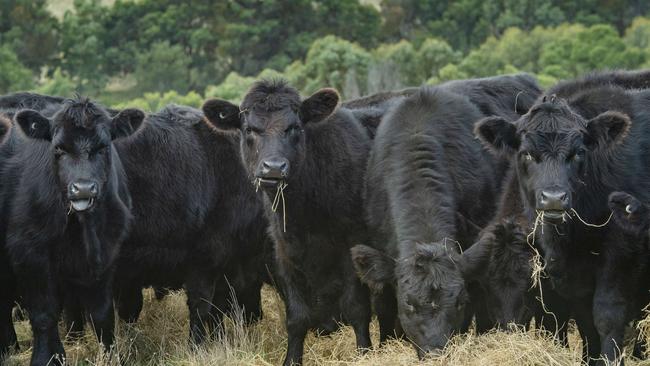 Angus cattle have been favoured by the Mann family in recent years, resulting in a boost to productivity and weight gains. Picture: Zoe Phillips