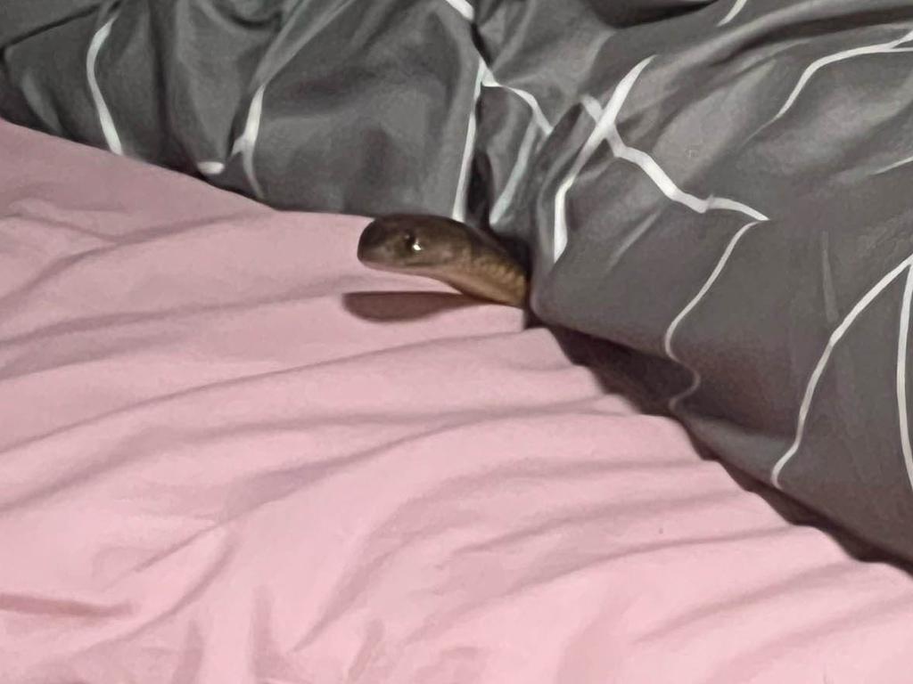 The eastern brown snake slithered under Kasey Leadbetter's bedsheets revealing itself after she had jumped out of bed.