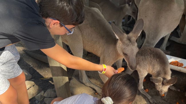 Feeding the Kangaroos at the Wildlife Habitat in Port Douglas. Image: Leah Goulis / Kidspot