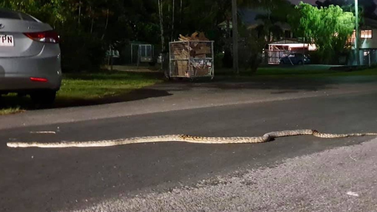 cairns woman and dog stopped in tracks after catching