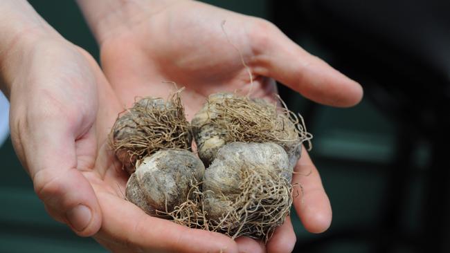 Prepare for the community farm at the Melbourne Food and Wine Festival.