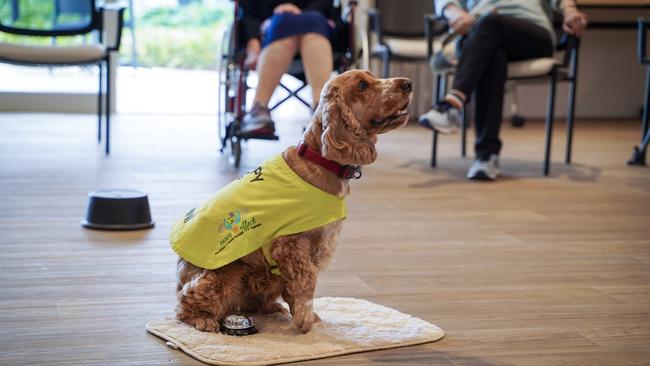 Sunni happily performed a variety of tricks much to the delight of residents at the West Mackay Ozcare Mackay Aged Care Facility. Picture: Heidi Petith
