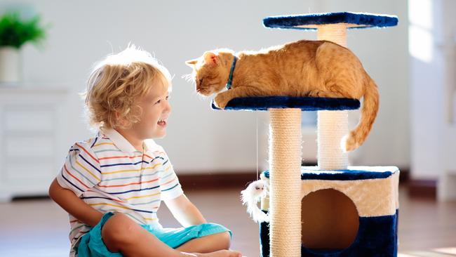 No cat is worth $30k according to Barefoot