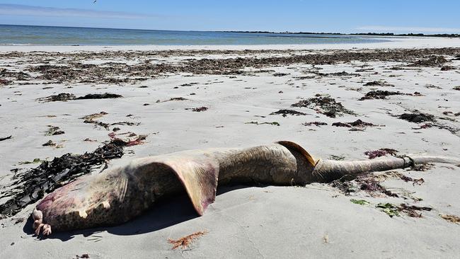 The carcases can be found along several kilometres of beach at Eight Mile Creek. Picture: Limestone Coast Community News