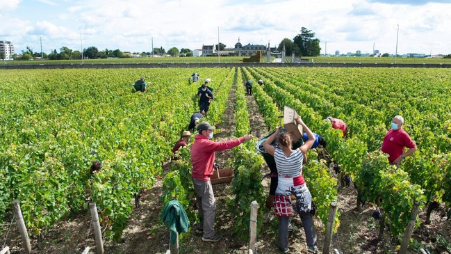 The trend to the cool and the lighter is regarded as a lifeline for the mass of lower-end producers in Bordeaux. Picture: EPA/The Times