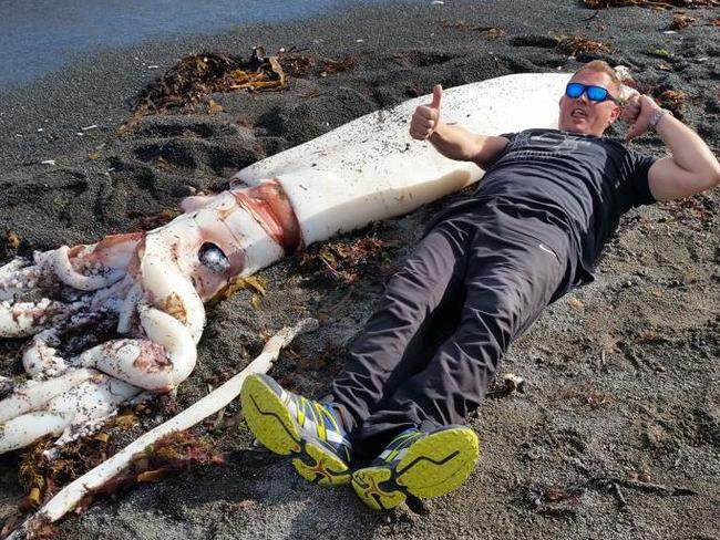 Did someone order the calamari? ... A giant squid washed up on a beach on New Zealand's South Island in May. Picture: Facebook/Kaikoura Marine Centre and Aquarium.