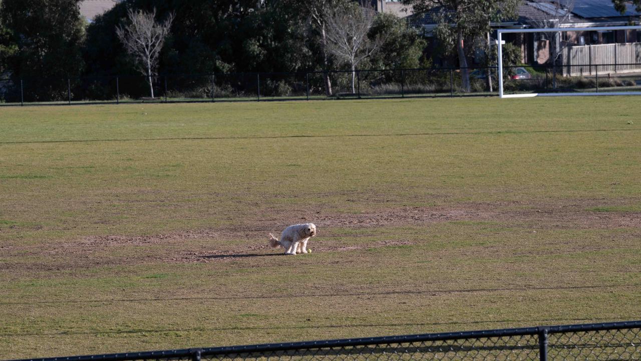 Sovereign Drive oval in Armstrong Creek is an off leash dog park when there is no sport.