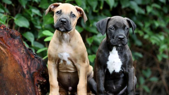 Staffordshire puppies. Picture: Tara Croser.