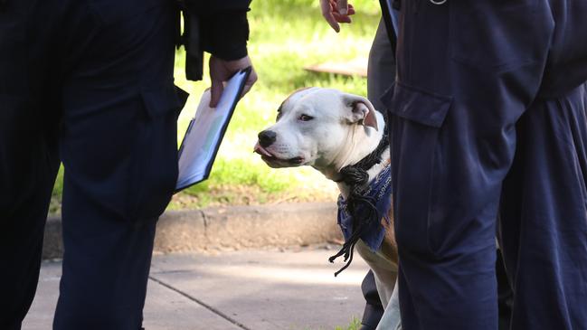 Two dogs were removed by officers at the scene. Picture: John Grainger