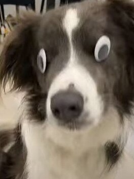 Stevie the blind border collie has delighted TikTok users.