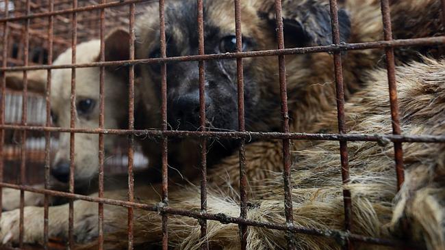 Yulin dog-eating festival: China’s dog meat celebration sparks outrage ...