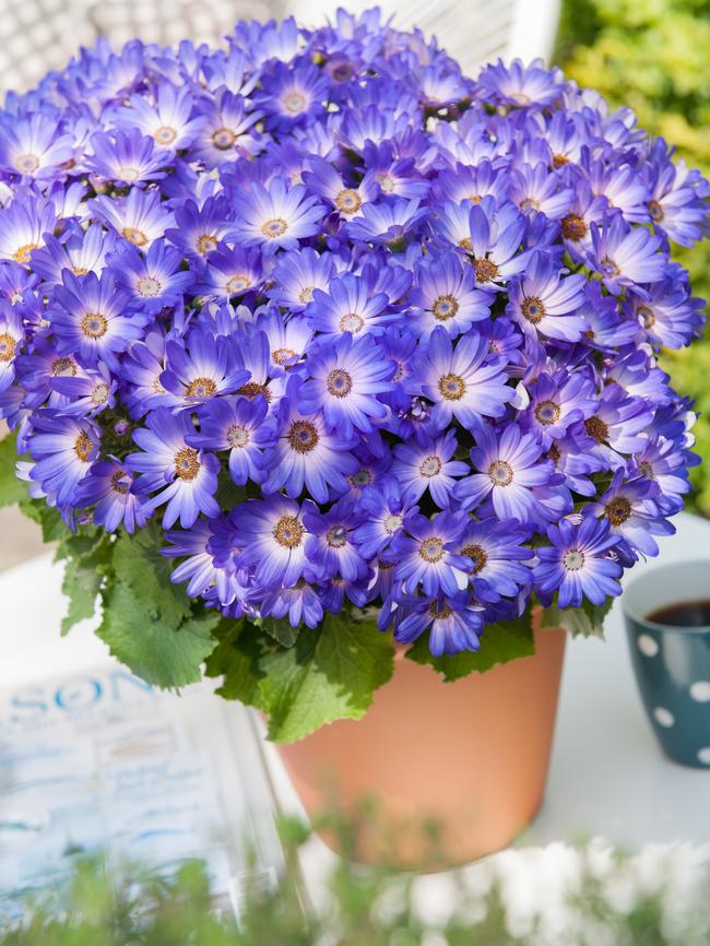 Colour in: Senetti Magic Blue. Picture: Oasis