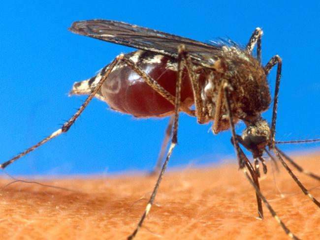 ** FILE ** This undated handout file photo provided by the Agriculture Department shows an aedes aegypti mosquito on human skin. Old mosquitoes usually spread disease, so Australian researchers figured out a way to make the pests die younger - naturally, not poisoned. Scientists have been racing to genetically engineer mosquitoes to become resistant to diseases like malaria and dengue fever that plague millions around the world, as an alternative to mass spraying of insecticides. (AP Photo/USDA, File)