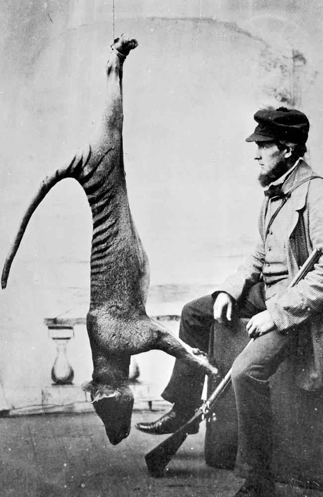 An 1869 trophy photograph of a hunted thylacine. Picture: Tasmanian Museum and Art Gallery