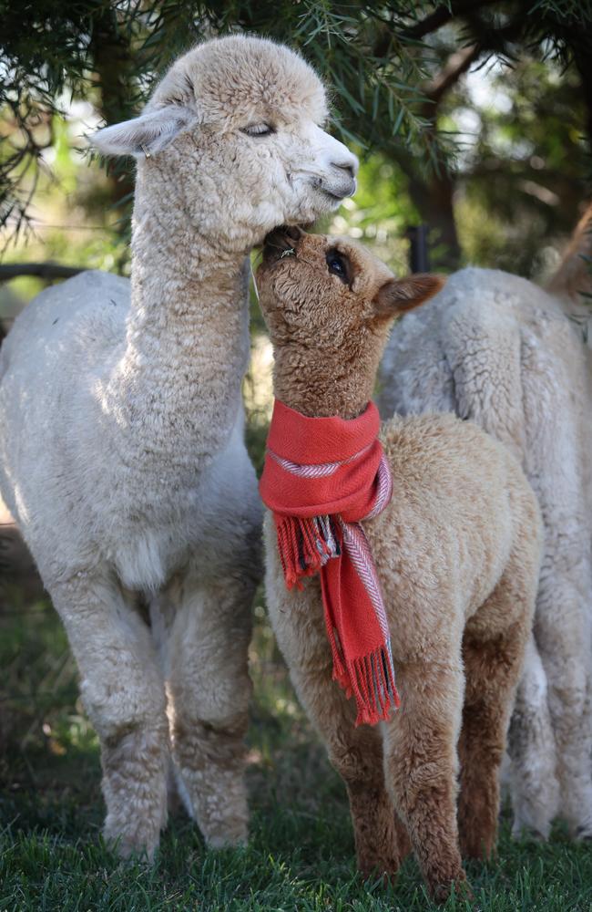 A baby alpaca dons a scarf made from its wool, showcasing the unique charm and value of these fuzzy creatures. National Alpaca Week, from 4-12 May, celebrates alpacas and their importance to Australian farming. Picture: David Caird