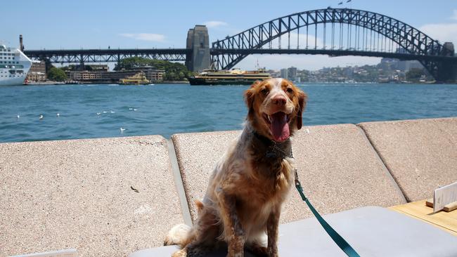 Patrol dog Roxy is one of a number of dogs who will patrol the Opera House. Picture: Tim Hunter