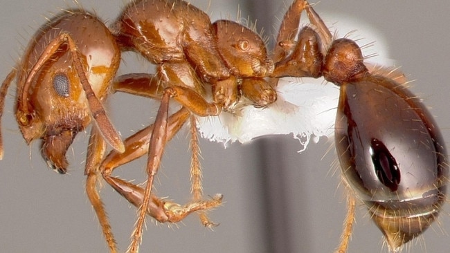 Fire ants have been found in Oakey. Photos: Invasive Species Council