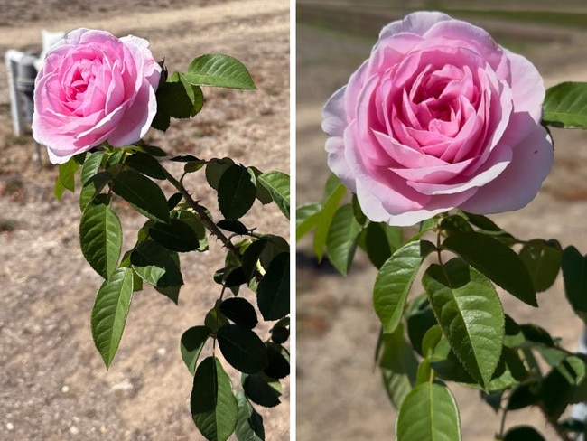 Beauty Diary: Inside Jurlique farm where ‘rare’ Aussie rose grows. Picture: news.com.au