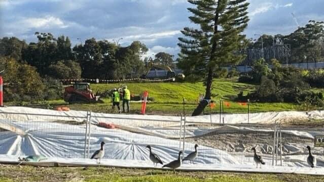 Ducks displaced from the Western Harbour Tunnel after a dam was removed at Cammeray Park during construction.