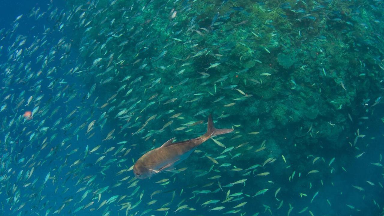 Photos of the Great Barrier Reef taken Monday 9th January by Passions of Paradise. Photo: Sota Yamaguchi