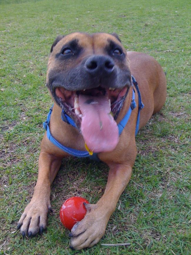 Monkey the Staffordshire Bull Terrier is a fan of cricket. (Pic: Supplied)