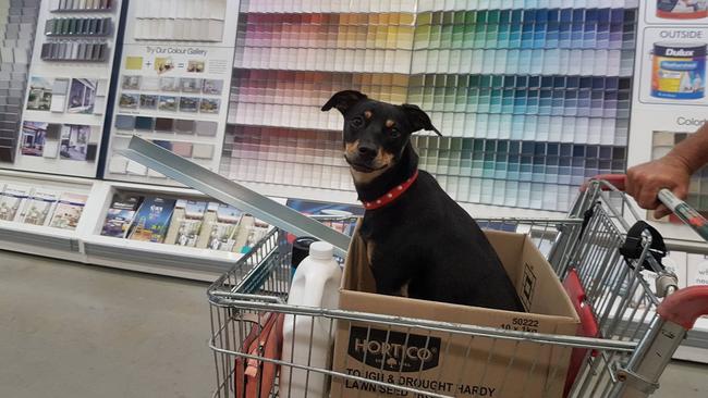 A customer takes Max shopping at Bunnings’ Garbutt store.