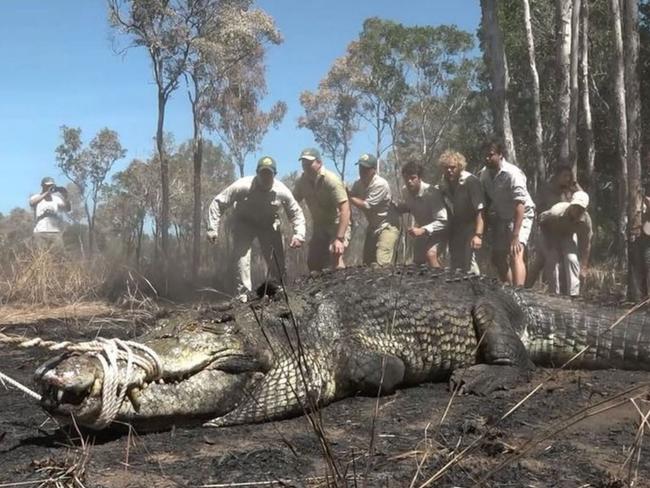 CRIKEY! @bindisueirwin here! Check out Big Dunc on the CrocTrip 2016. These capture techniques were first designed by my Dad. After catching and attaching a satellite tracking device on this gorgeous dinosaur, we are now able to see his movements and learn all about these secretive creatures. Picture: Australia Zoo/Instagram