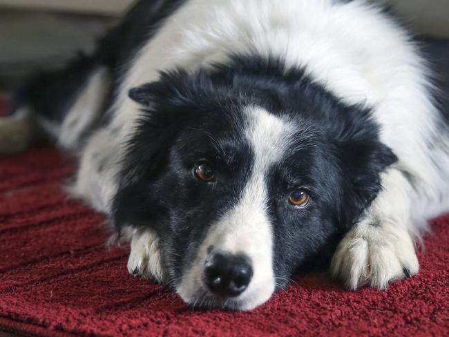 Dog lying on a rug