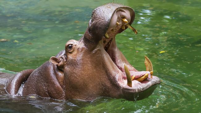 Killer hippos make life a nightmare for fishos | NT News