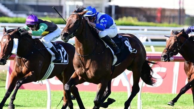 Hawaii Five Oh is the Stradbroke Handicap second favourite. Picture: Grant Peters-Trackside Photography