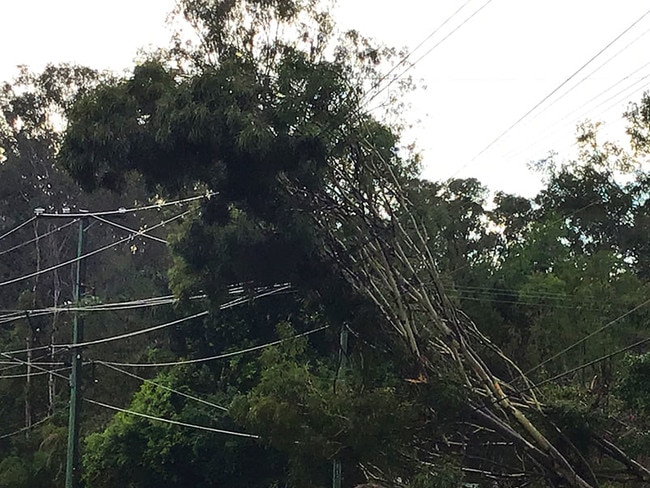 Trees on fallen powerlines. Photo: Energex