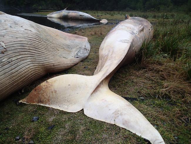 Sei whales lie dead at Caleta Buena, in the southern Aysen region of Chile. Picture: Vreni Haussermann/Huinay Scientific Center/AP