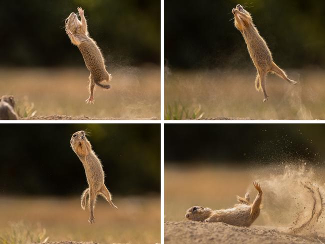 Catch! This ground squirrel makes a promising cricket debut in Austria. Picture: Timea Ambrus