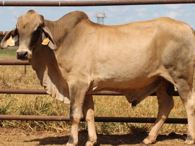 A lot of BullSeventy six bulls have sold at an average price of $2961 from the 80 that were up for auction at the 2018 Department of Primary Industry and Resources annual bull sale.The top selling bull (pictured) this year was a 391kg, scurred Brahman that sold for $7000.