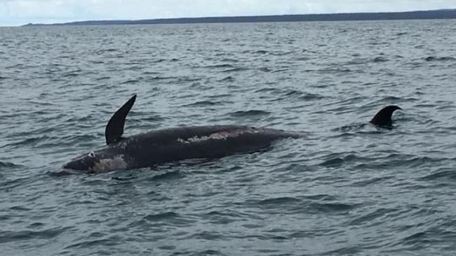 A whale floating in an area near where the whales were stranded. Picture: Doug Boyle