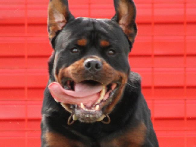 The owner of an aggressive rottweiler has been fined following an attack on a man. Generic picture