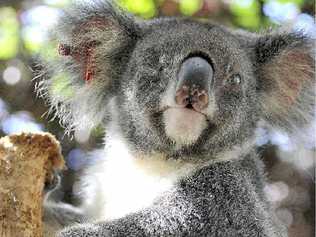 Hera the blind koala at Friends of the Koala. Council yesterday passed a plan to save members of her species in the wild. . Picture: Cathy Adams