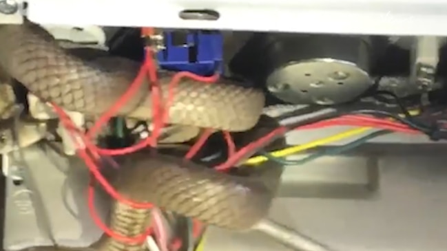 Snake gets removed from oven