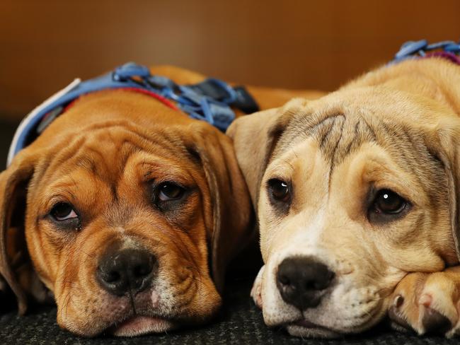 The Daily Telegraph 14.11.2023 Mastiff Cross Staffy Elton and Betsy. The Petbarn FoundationÃs Tree of Hope Appeal is aiming to raise $1.3million to provide much needed support to 70 animal charities and the people who love and care for them across mental health, animal rescues, homelessness and domestic violence.  Picture: Rohan Kelly