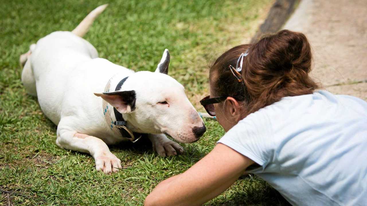 Bull terrier hot sale friendly