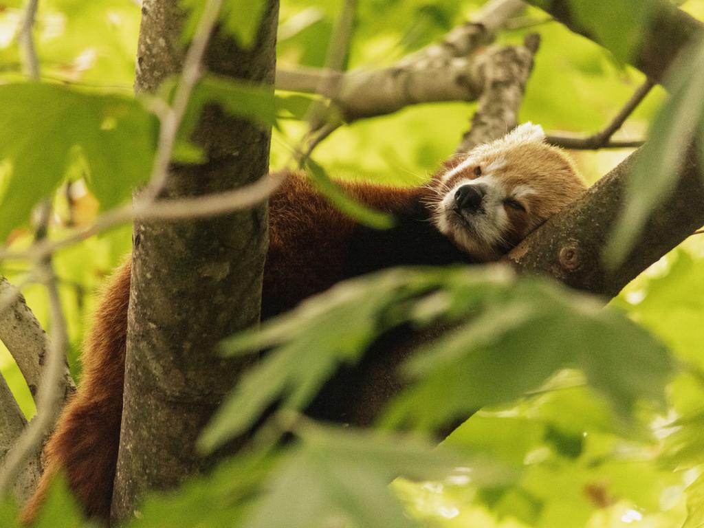 It won’t be too much longer before the red panda cubs are ready to venture out into the world. Picture: Taronga Zoo