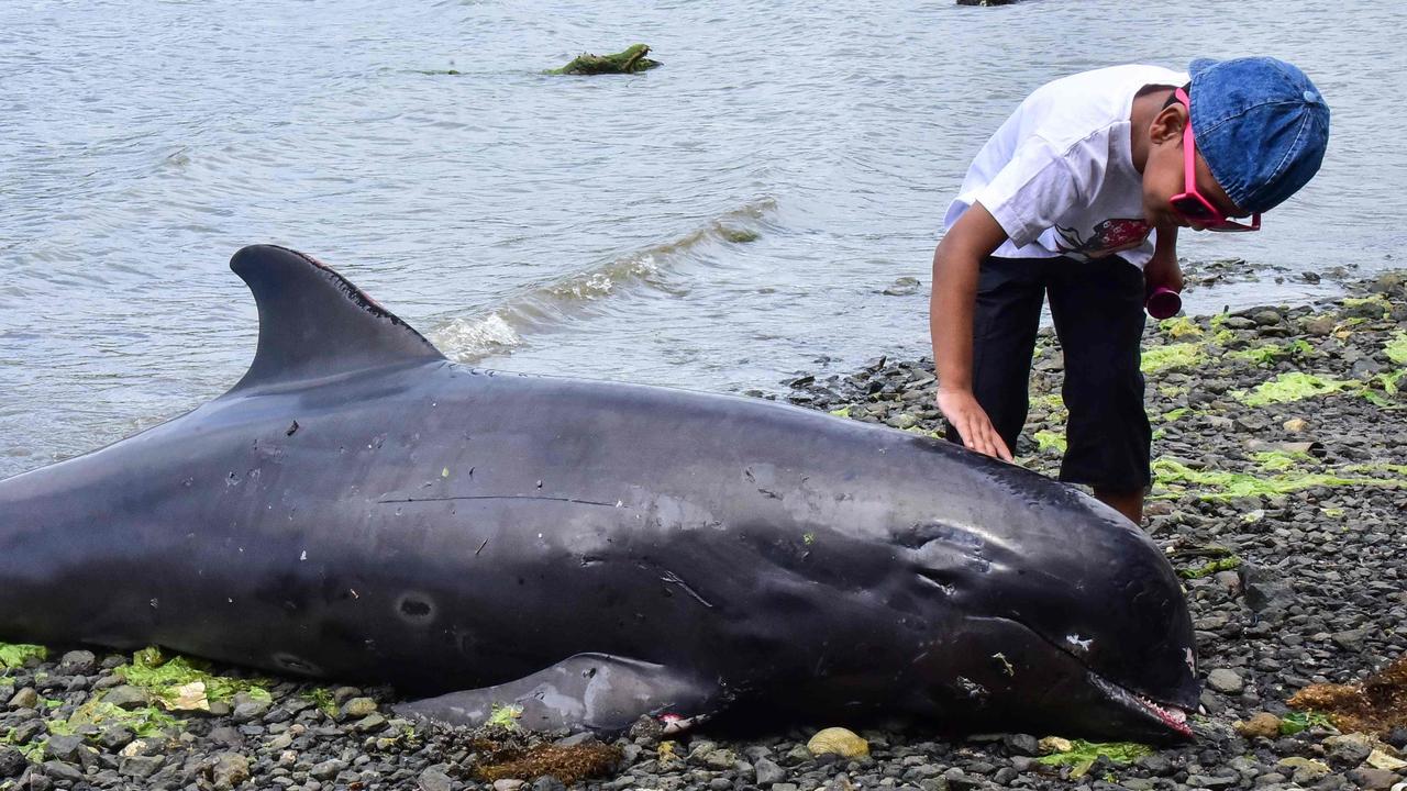 Dead dolphins wash up on beach