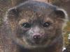 This undated handout photo provided by Mark Gurney shows a olinguito. Imagine a raccoon with a teddy bear face that is so cute it's hard to resist, let alone overlook. But somehow science did _ until now. Researchers Thursday announced a rare discovery of a new species of a mammal that belongs to the grouping of large creatures that include dogs, cats and bears: the olinguito. The raccoon-sized critters leap through the trees of the cloud forests of Ecuador and Colombia at night, according to a Smithsonian researcher who has spent the past decade tracking them. (AP Photo/Mark Gurney)