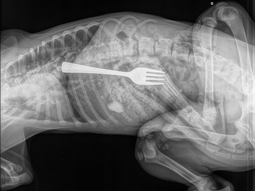 Dustin had swallowed a fork. Picture: Adelaide Animal Emergency &amp; Referral Centre